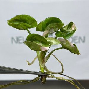 gardenia jasmine plant Crispy Wave Fern, Asplenium nidus 'Crispy Wave,' Live Indoor Air Purifying Plant, Low Light Houseplant, Office Plant, 2.5-in Pot(s) main image 0