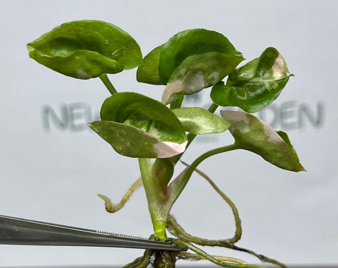 Syngonium Strawberry Ice Pink Variegated Tissue Culture (1 item/bag)