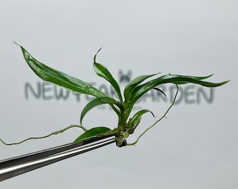 Könnte beinhalten: Ein kleiner grüner Pflanzensteckling mit schmalen, spitzen Blättern und sichtbaren dünnen Wurzeln. Die Pflanze wird von einer Metallpinzette vor einem weißen Hintergrund mit dem Text NEWYANGARDEN in dunkelgrauen Buchstaben gehalten. Glänzende Blätter.