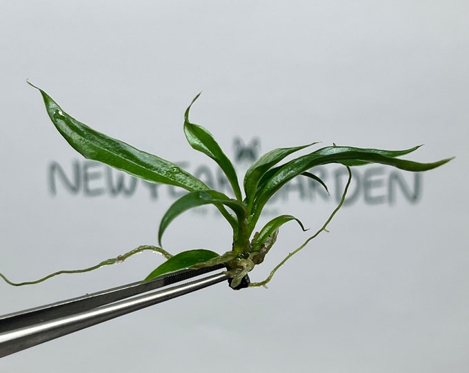 Philodendron Tortum Tissue Culture (5 items/bag)