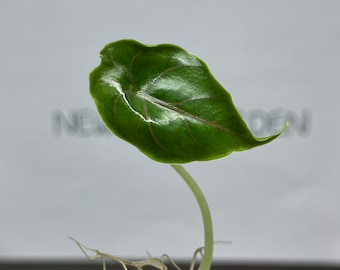 Alocasia Azlanii  Tissue Culture (5 items/bag)