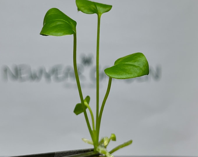 Anthurium Brownii Tissue Culture (5 items/bag)