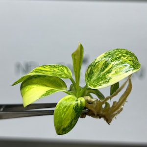 Philodendron Green Congo híbrido abigarrado de cultivo de tejidos (1 unidad/bolsa)