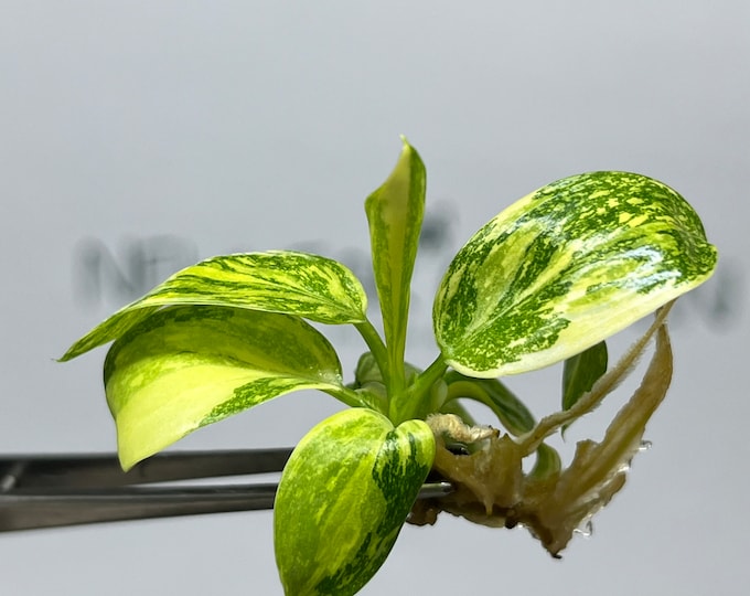 Philodendron Green Congo hybrid Variegated Tissue Culture (1 item/bag)