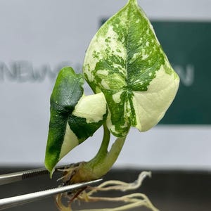 Alocasia melo albo - Etsy 日本