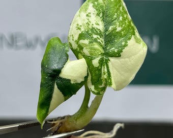 アロカシア マクロリザ アルボ 斑入りの珍しいユニークな植物 - Etsy 日本