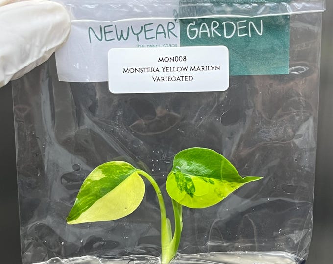 Monstera Yellow Marilyn Variegated (Deliciosa) Tissue Culture (1 item/bag)