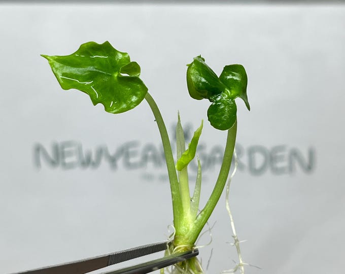 Alocasia Teletubbies Tissue Culture (5 items/bag)