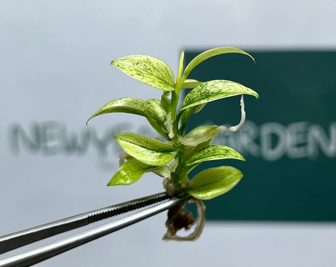 Philodendron Florida Ghost Tissue Culture (5 items/bag)