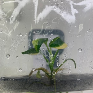 Epipremnum Amplissimum Variegated | 1 bag ( 1 plants per bag) Tissue Culture