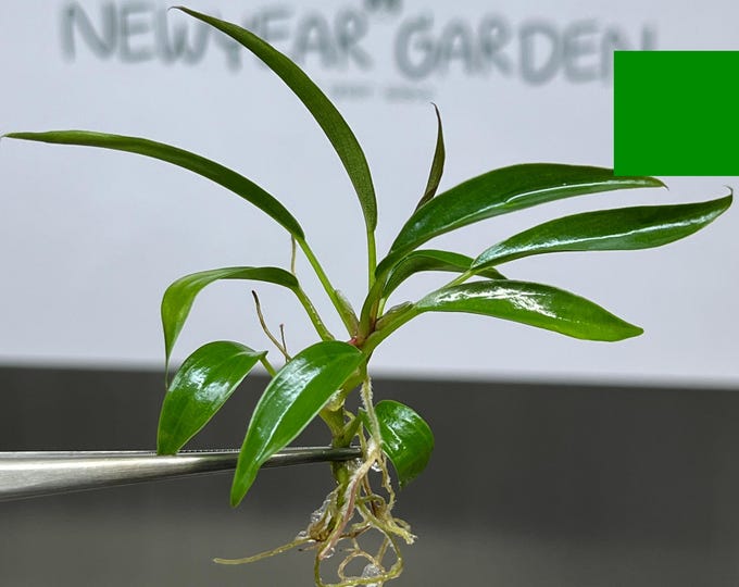 Philodendron Pluto Tissue Culture (5 items/bag)