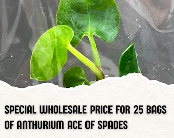 Wholesale 25 Anthurium Ace of Spades Tissue Culture (Counted as 1 Item to Save Shipping Cost)