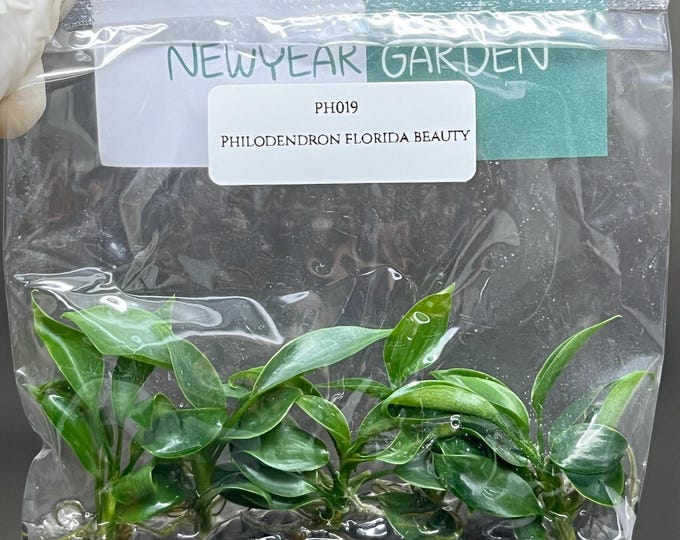Philodendron Florida Beauty Tissue Culture (5 items/bag)