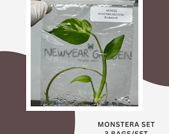 Special Set Monstera Bulbasaur (3 bags/set)