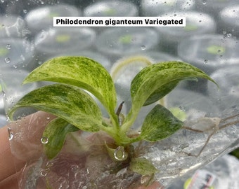 Philodendron giganteum variegated | 1 bag (1 plant per bag) Tissue Culture