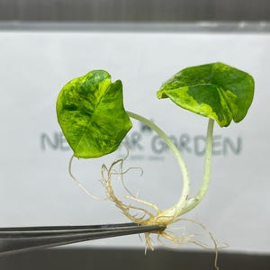 Alocasia nebula - Etsy 日本