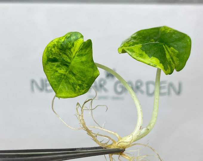 Alocasia Nebula Aurea Variegated Tissue Culture (1 item/bag)