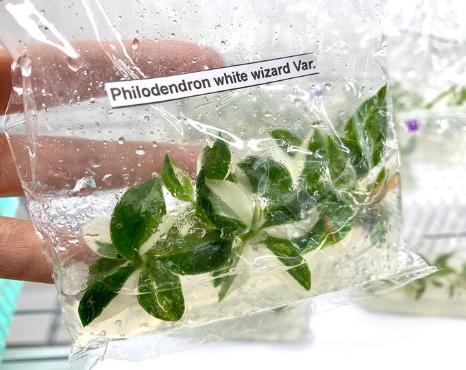 Philodendron White wizard Var.| 1 bag (5 plants per bag) Tissue Culture