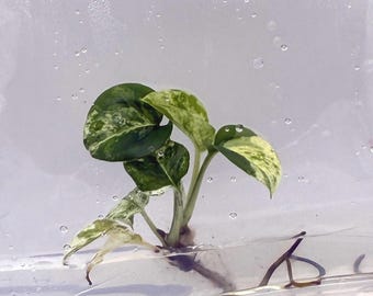Epipremnum Marble (1 plantlet/bag) Tissue culture