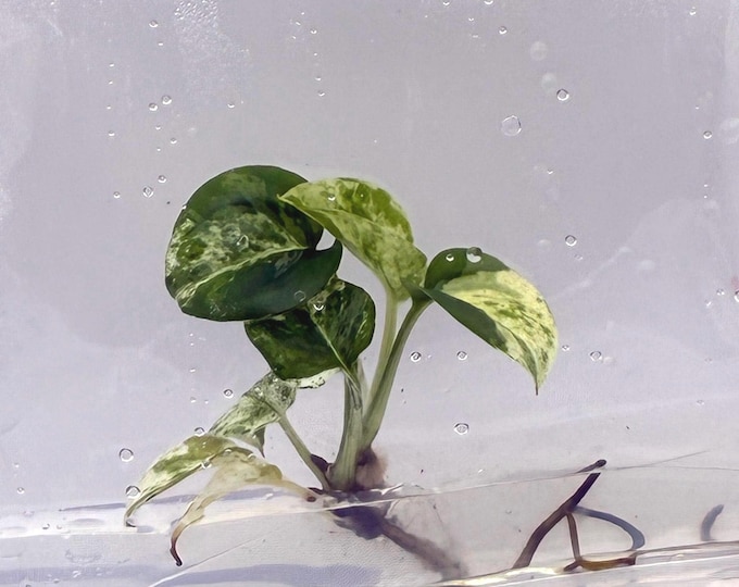 Epipremnum Marble (1 plantlet/bag) Tissue culture