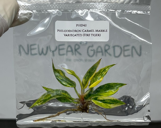 Philodendron Caramel Marble Variegated (Fire Tiger) Tissue Culture (1 item/bag)