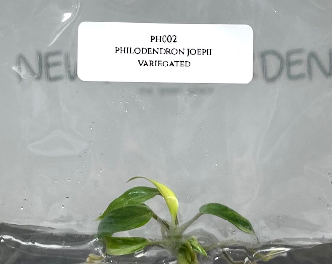 Philodendron Joepii Variegated (1 plant/bag) Tissue Culture