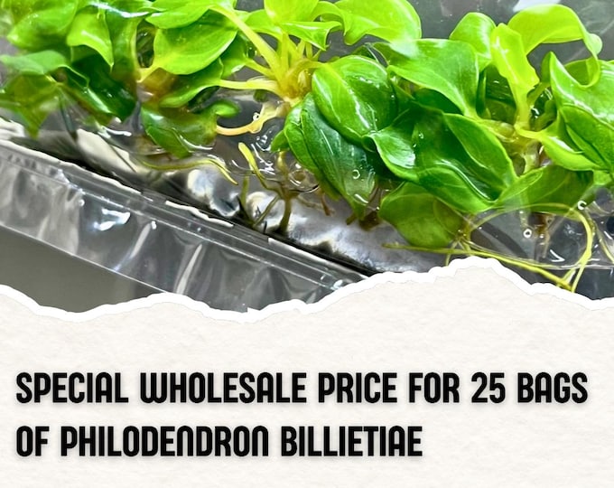 Wholesale 25 Philodendron Billietiae Tissue Culture (Counted as 1 Item to Save Shipping Cost)