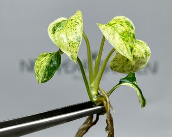 Epipremnum Sp Bali Variegated (Hanoman) Tissue Culture (1 item/bag)