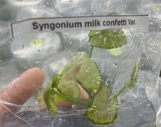 Syngonium milk confetti Variegated | 1 bag (1 plant per bag) Tissue Culture