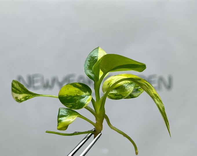 Philodendron Warscewiczii Variegated Tissue Culture (1 item/bag)
