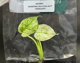 Monstera Deliciosa Mint Variegated Tissue Culture (1 item/bag)