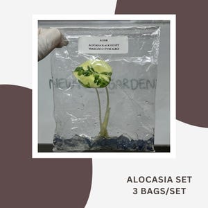 Könnte beinhalten: Eine kleine Alocasia Black Velvet Variegated Pink Albo Pflanze in einem durchsichtigen Plastikbeutel mit blauem Substrat. Ein weißes Etikett auf dem Beutel trägt die Aufschrift AL008 ALOCASIA BLACK VELVET VARIEGATED (PINK ALBO). Die Pflanze hat ein Blatt.