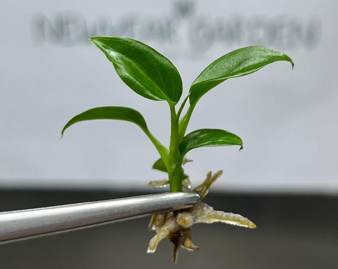 Philodendron Majestic Tissue Culture (5 items/bag)