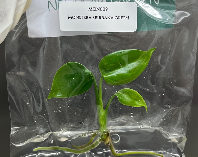 Monstera Sierrana Borsigiana Green (MEXICO) Tissue Culture (1 item/bag)