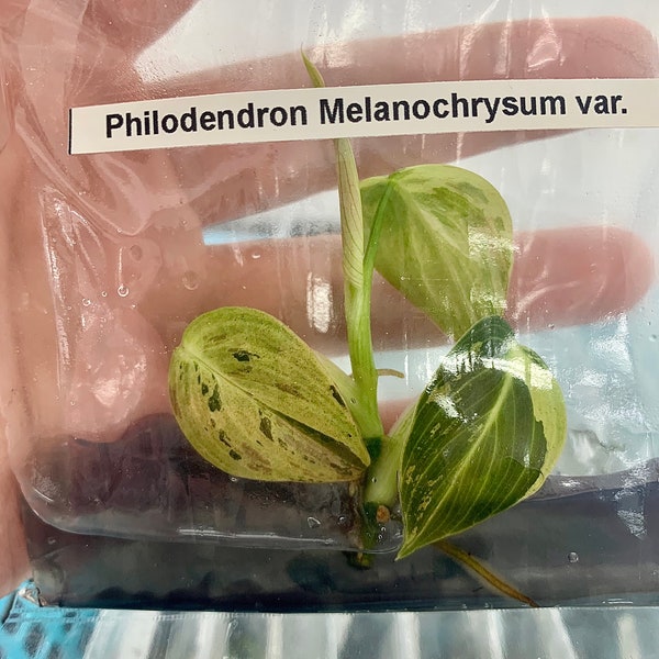 Philodendron melanochrysum Var.| 1 bag (1 plant per bag) Tissue Culture