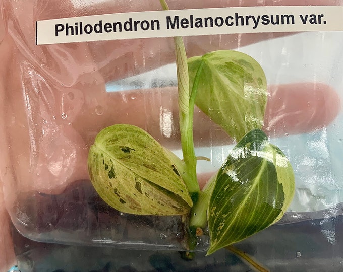Philodendron melanochrysum Var.| 1 bag (1 plant per bag) Tissue Culture