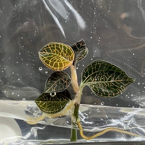 Anoectochilus roxburghii (1 plantlet/bag) Tissue culture