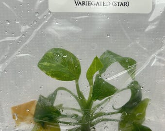 Homalomena rubescens Var. (Star) (1 plantlet/bag) Tissue Culture