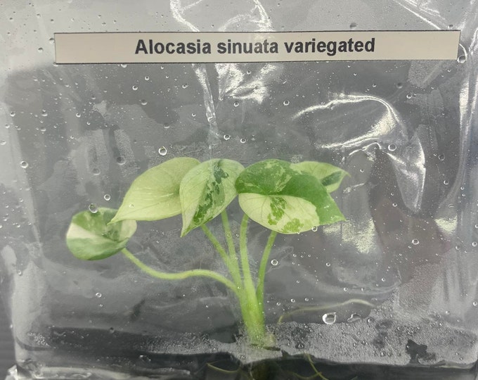 Alocasia sinuata Variegated | 1 bag (1 plant per bag ) Tissue Culture