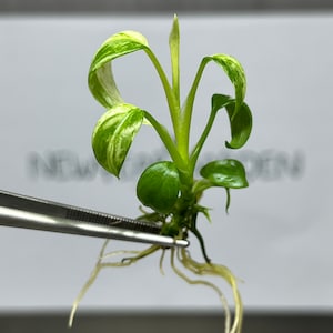 Epipremnum giganteum variegated - Etsy 日本