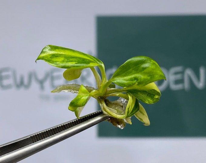 Philodendron Micans Variegated Tissue Culture (1 item/bag)