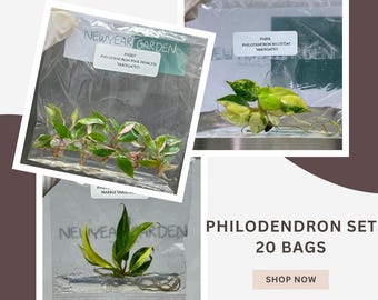 Special Set (1) of 20 Bags of Philodendron Tissue Culture
