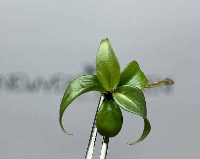 Philodendron Gloriosum White Vein Back Tissue Culture (5 items/bag)