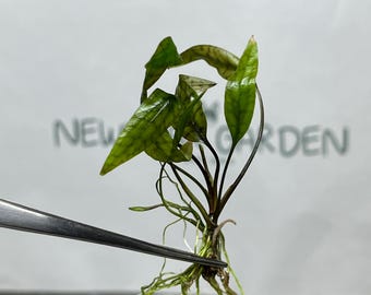 Cryptocoryne Nurii Tissue Culture (1 item/bag)