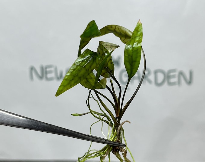 Cryptocoryne Nurii Tissue Culture (1 item/bag)