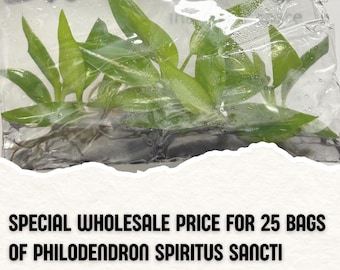 Wholesale 25 Philodendron Spiritus Sancti Tissue Culture (Counted as 1 Item to Save Shipping Cost)