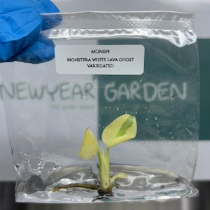 Monstera white lava - Etsy 日本