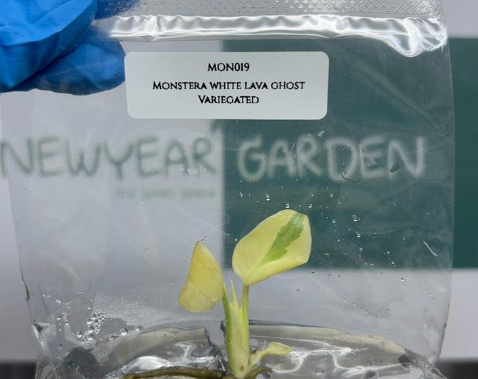 Monstera White Lava Ghost Variegated (Thai Constellation) Tissue Culture (1 item/bag)