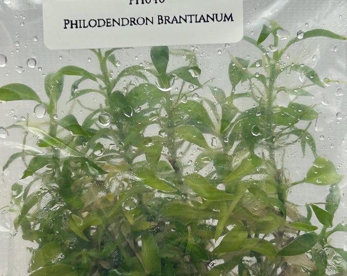 Philodendron Brantianum (5 plantlets/bag) Tissue culture