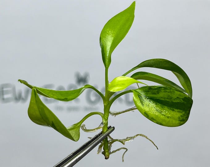 Philodendron Florida Beauty Variegated Tissue Culture (1 item/bag)